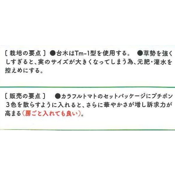 画像3: 送料無料　[ミニトマト]　プチポンバイオレット　8粒　サナテックシード（株） (3)