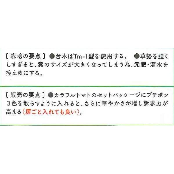 画像3: 送料無料　[ミニトマト]　プチポンカナリア　8粒　サナテックシード（株） (3)