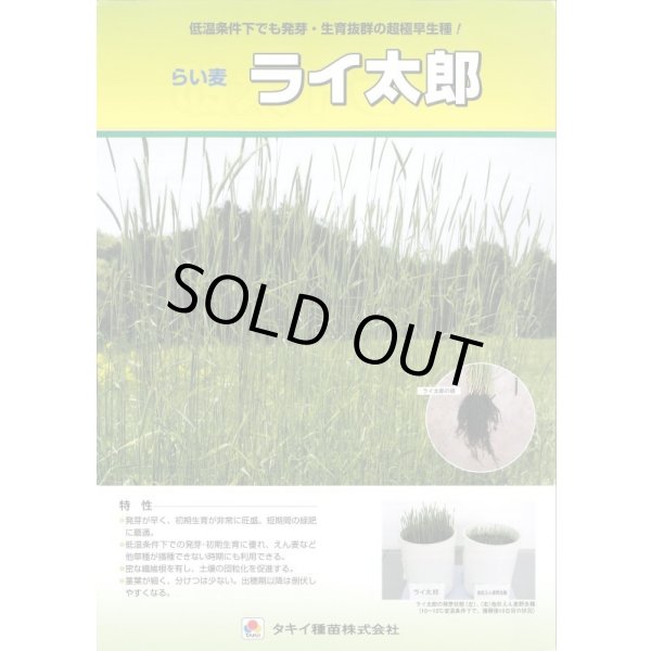 画像3: [緑肥] ライ麦 ライ太郎 1kg タキイ種苗(株) (3)