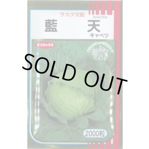 画像: 送料無料　[キャベツ]　藍天　2000粒　（株）サカタのタネ