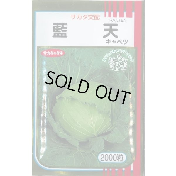 画像1: 送料無料　[キャベツ]　藍天　2000粒　（株）サカタのタネ (1)