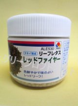画像: [レタス]　リーフレタス　レッドファイヤー　ペレット5000粒　タキイ種苗(株)