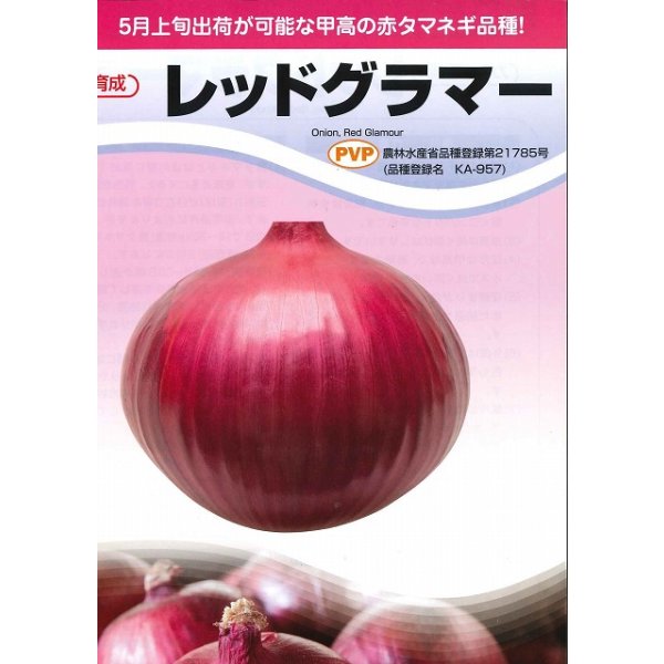 画像3: 送料無料　[たまねぎ]　レッドグラマー（PVP)　　2.5ml　カネコ種苗（株） (3)