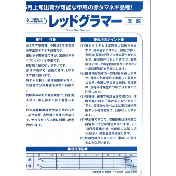 画像4: 送料無料　[たまねぎ]　レッドグラマー（PVP)　　2.5ml　カネコ種苗（株） (4)