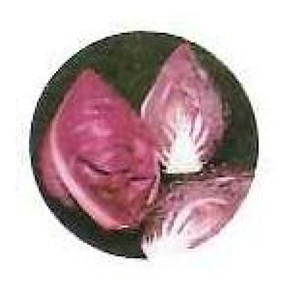 画像2: 送料無料　[キャベツ]　キャンディーレッド甘藍　1ml　(約200粒)　小林種苗(株) (2)