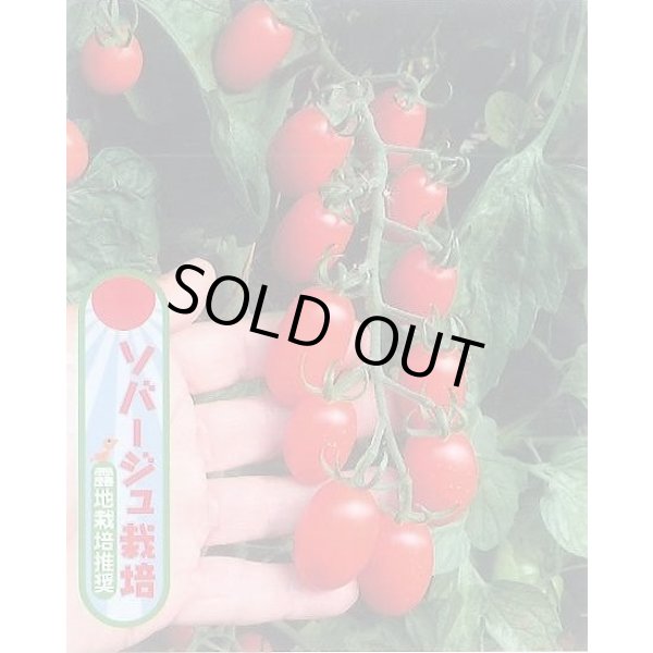 画像7: 送料無料　[ミニトマト]　ロッソナポリタン　8粒　サナテックシード（株） (7)