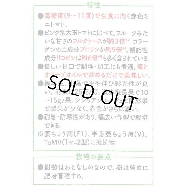 画像4: 送料無料　[ミニトマト]　ロッソナポリタン　8粒　サナテックシード（株） (4)