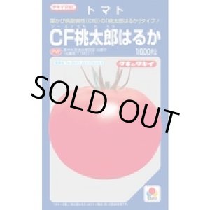 画像: 送料無料　[トマト/桃太郎系]　ＣＦ桃太郎はるか　1000粒　タキイ種苗(株)