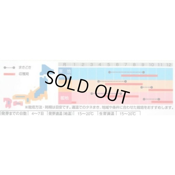 画像3: 送料無料　[ハーブの種]　ロケット(ルッコラ)　約700粒　(株)サカタのタネ　実咲（003195） (3)