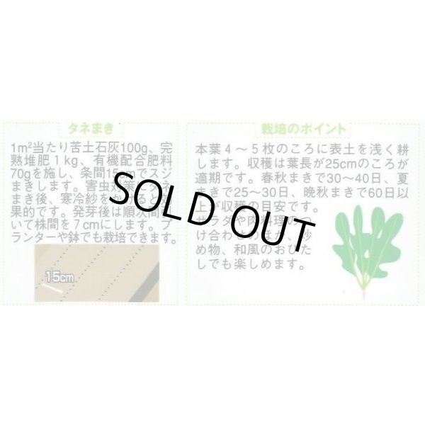 画像2: 送料無料　[ハーブの種]　ロケット(ルッコラ)　約700粒　(株)サカタのタネ　実咲（003195） (2)