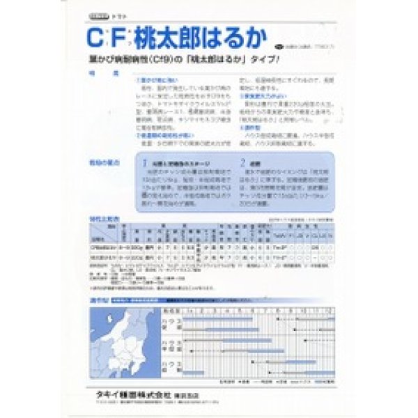 画像2: [トマト/桃太郎系]　ＣＦ桃太郎はるか　16粒　タキイ種苗（株）　DF (2)