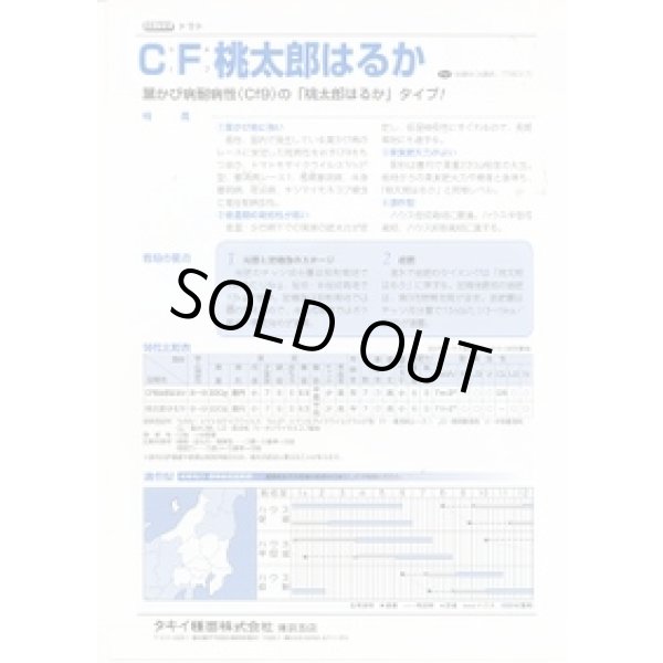 画像2: 送料無料　[トマト/桃太郎系]　ＣＦ桃太郎はるか　16粒　タキイ種苗(株)　DF (2)