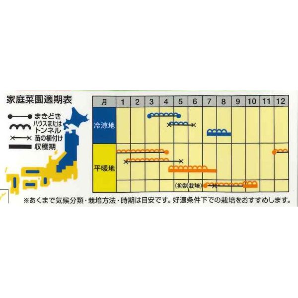 画像2: [スイカ]　小玉スイカ　サマーオレンジB　200粒　ナント種苗（株） (2)