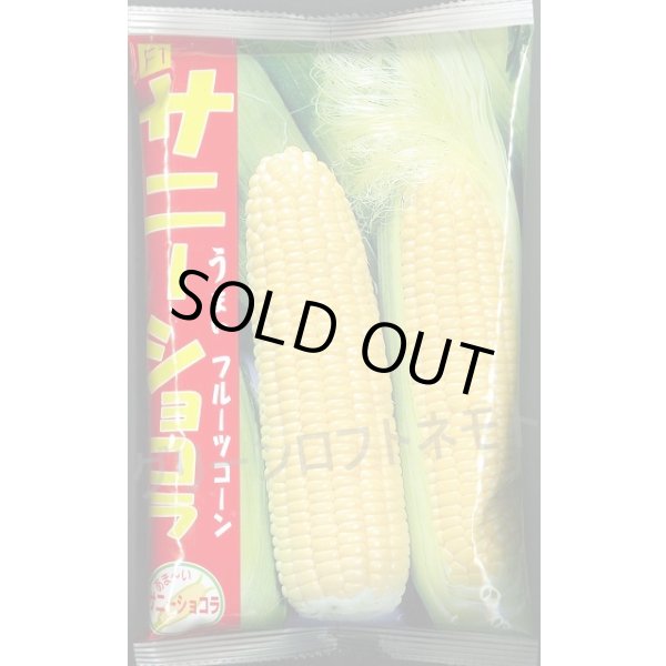 画像1: [とうもろこし]　サニーショコラ　2000粒　ヴィルモランみかど（株） (1)