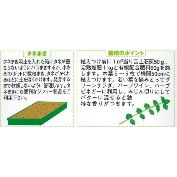 画像2: [ハーブの種]　サラダバーネット　約60粒　　サカタのタネ　実咲 (2)