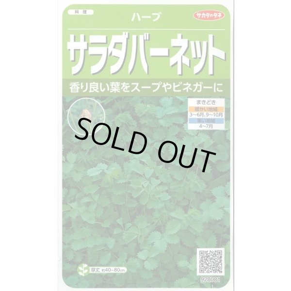 画像1: 送料無料　[ハーブの種]　サラダバーネット　約60粒　(株)サカタのタネ　実咲（003188） (1)