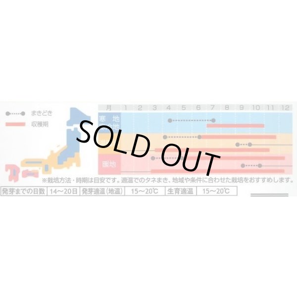 画像3: 送料無料　[ハーブの種]　サラダバーネット　約60粒　(株)サカタのタネ　実咲（003188） (3)