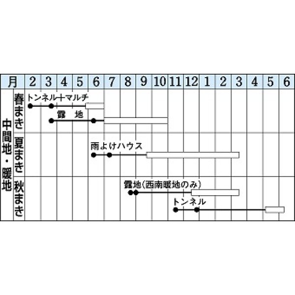 画像3: [シーダー種子]　ごぼう　サラダむすめ　（てがるゴボウ）　1粒×5ｃｍ間隔　 (3)