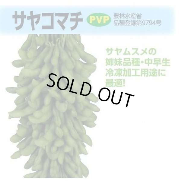 画像2: [枝豆]　サヤコマチ　1L　雪印種苗(株) (2)