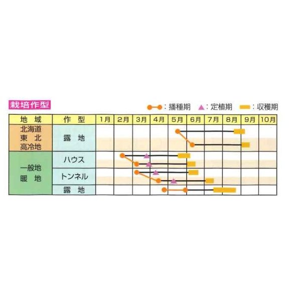 画像3: [枝豆]　サヤコマチ  　1L　雪印種苗（株） (3)