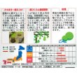 画像2: [その他]　千成ひょうたん　約40粒  （株）サカタのタネ　実咲200 (2)