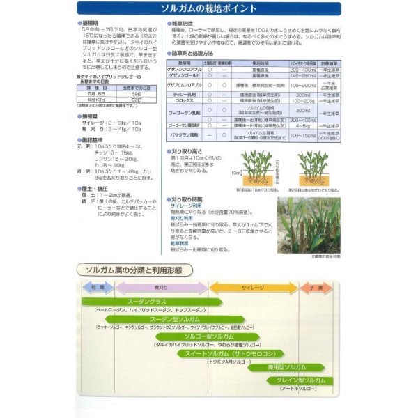 画像4: [緑肥]　やわらか矮性ソルゴー　1kg　タキイ種苗(株） (4)