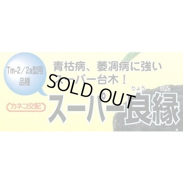 画像2: 送料無料　[台木/トマト用]　スーパー良縁　1000粒　カネコ種苗（株） (2)