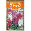 画像1: 花の種　ストック　分枝系混合　　約22粒　サカタのタネ（株）実咲200 (1)