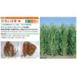 画像2: [緑肥]　えん麦　たちいぶき 1kg　タキイ種苗（株） (2)