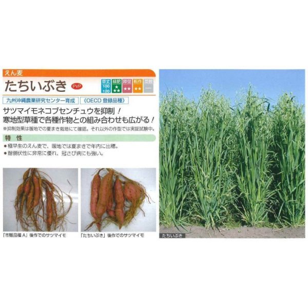 画像2: [緑肥]　えん麦　たちいぶき 1kg　タキイ種苗（株） (2)