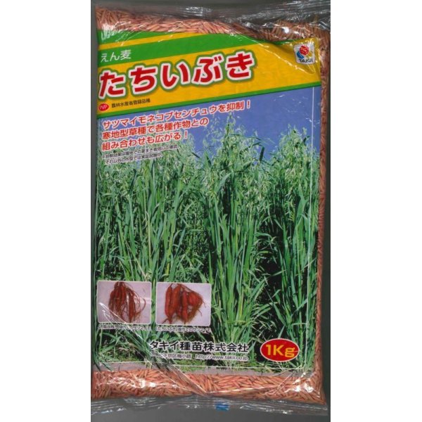 画像1: [緑肥]　えん麦　たちいぶき 1kg　タキイ種苗（株） (1)