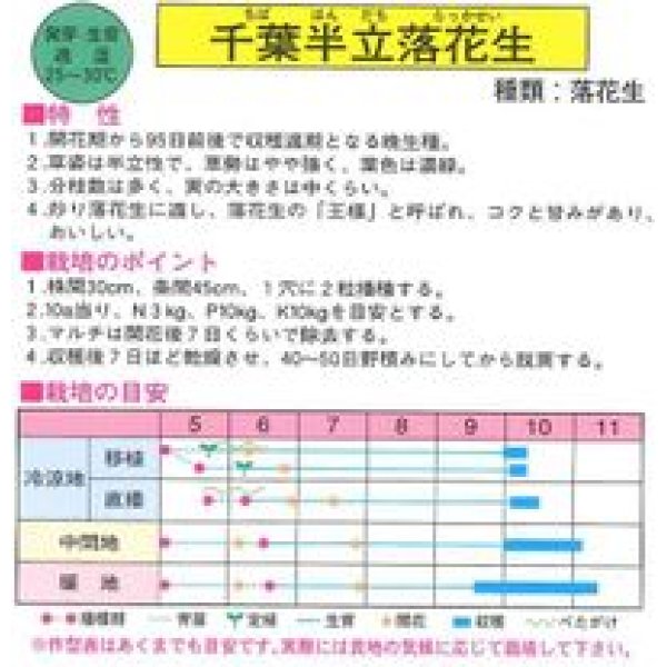 画像2: [落花生]　千葉半立　1Ｌ（約700粒）　渡辺農事 (2)