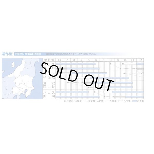 画像4: 送料無料　[トマト/ミニトマト]　千果99　1000粒　タキイ種苗(株) (4)