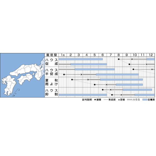 画像3: [トマト/ミニトマト]　送料無料！　ＴＹ千果　 1000粒　タキイ種苗（株） (3)