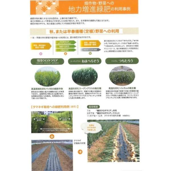 画像3: [緑肥]　クロタラリア　ネマックス　1kg　雪印種苗(株) (3)