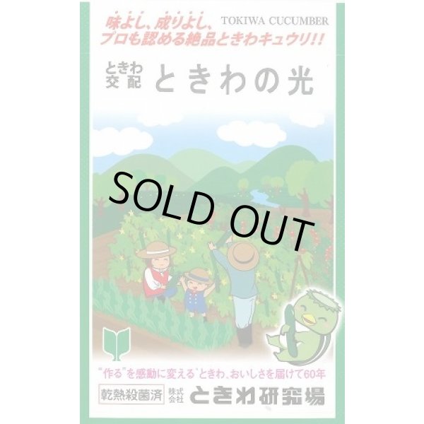 画像1: 送料無料　[キュウリ]　ときわの光　20粒　(株)ときわ研究場 (1)