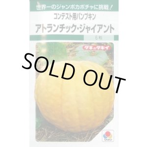 画像: 送料無料　[かぼちゃ]　アトランチック・ジャイアント　5粒　タキイ種苗　GF