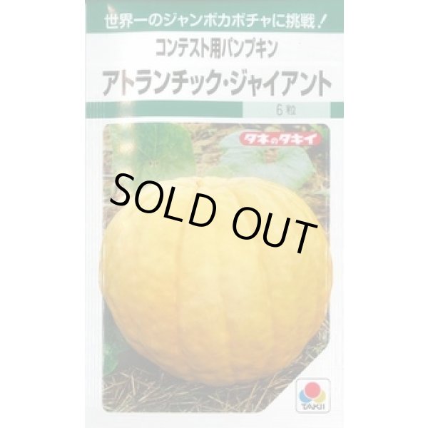 画像1: 送料無料　[かぼちゃ]　アトランチック・ジャイアント　5粒　タキイ種苗　GF (1)