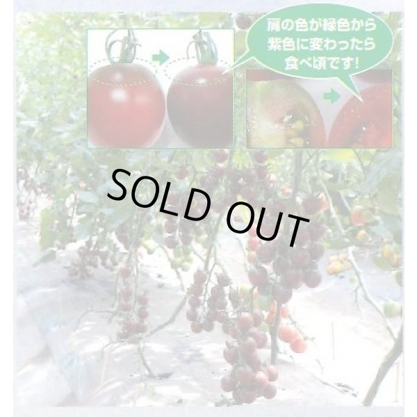 画像6: 送料無料　[ミニトマト]　トスカーナバイオレット　100粒　サナテックシード（株） (6)