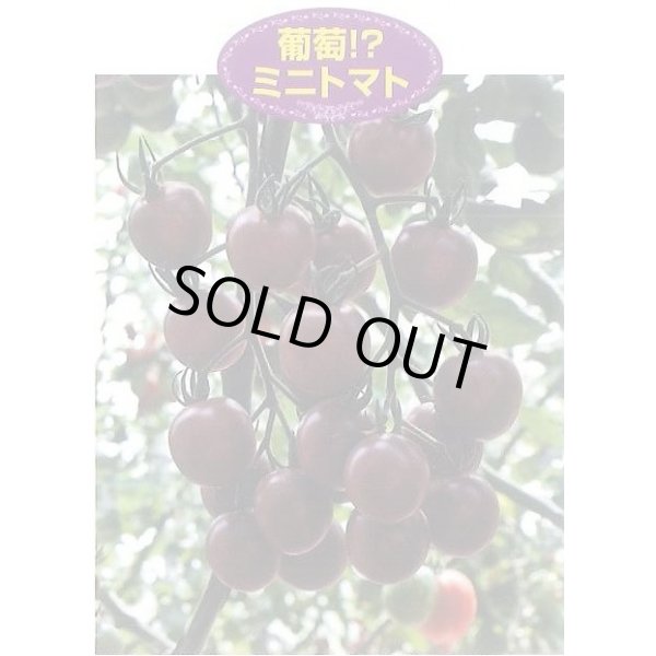 画像5: 送料無料　[ミニトマト]　トスカーナバイオレット　100粒　サナテックシード（株） (5)