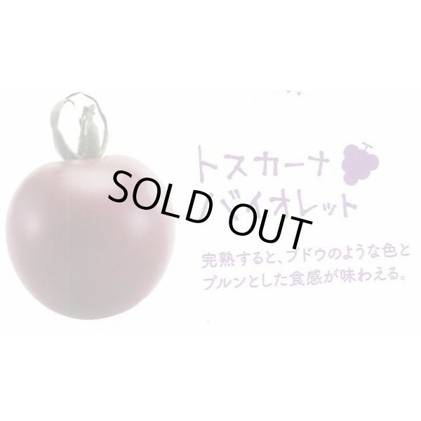 画像3: 送料無料　[ミニトマト]　トスカーナバイオレット　100粒　サナテックシード（株） (3)