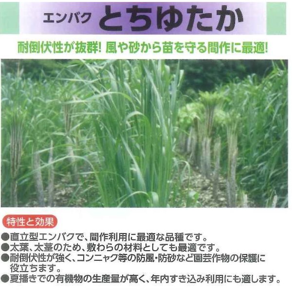 画像3: [緑肥]　エンバク　とちゆたか　1kg　雪印種苗（株） (3)
