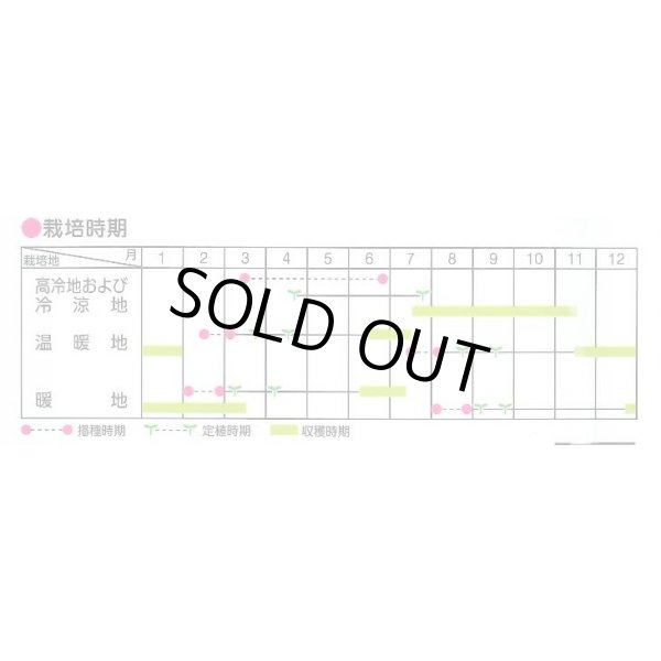 画像6: 送料無料　[キャベツ]　冬藍　ペレット種子300粒　(株)サカタのタネ　実咲PRO（101533） (6)