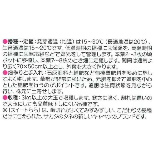 画像2: [キャベツ]　送料無料　冬藍　コート 5000粒　サカタ交配 (2)