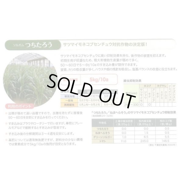 画像9: [緑肥]　ソルガム　つちたろう　1kg　雪印種苗(株) (9)