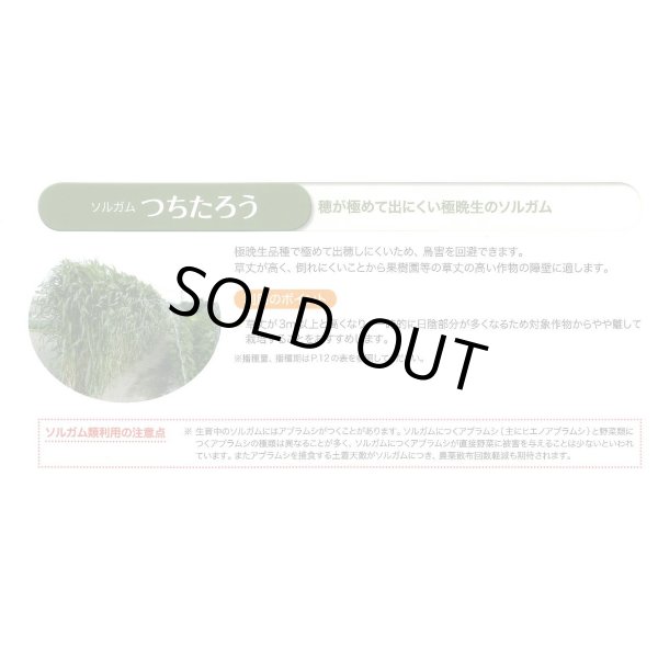 画像8: [緑肥]　ソルガム　つちたろう　1kg　雪印種苗(株) (8)