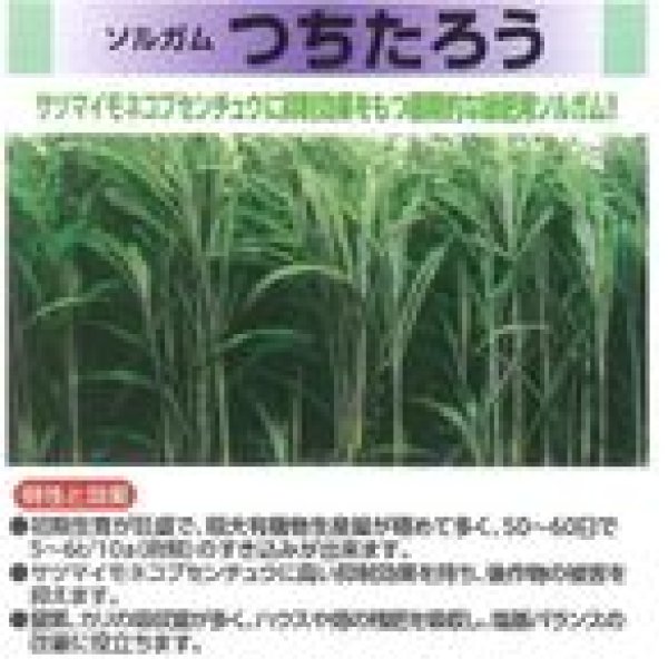 画像4: [緑肥]　ソルガム　つちたろう　1kg　雪印種苗(株) (4)