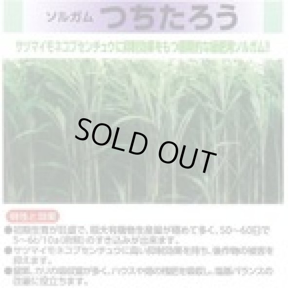 画像4: [緑肥]　ソルガム　つちたろう　1kg　雪印種苗(株) (4)