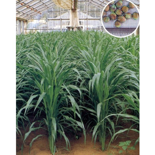 画像6: [緑肥]　ソルガム　つちたろう　1kg　雪印種苗(株) (6)