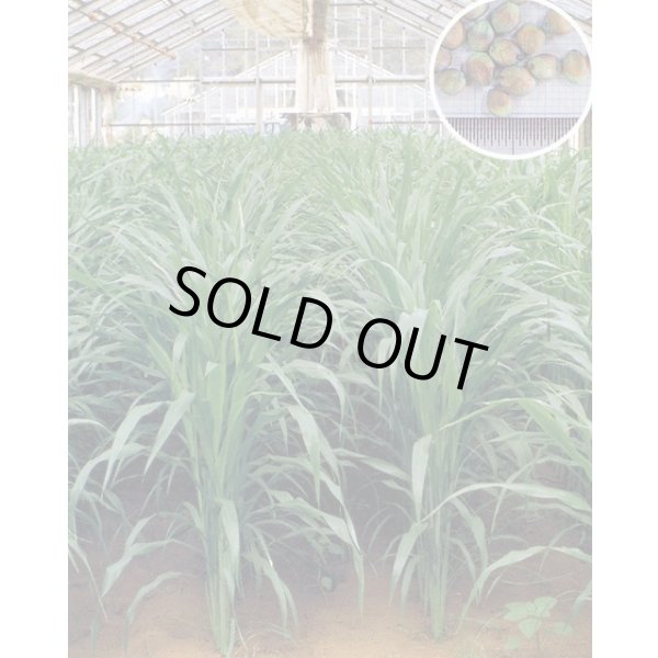 画像6: [緑肥]　ソルガム　つちたろう　1kg　雪印種苗(株) (6)